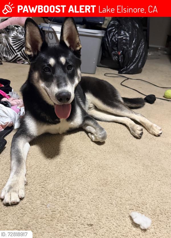 Lost Male Dog last seen Nichols Rd / Alberthill Ranch, Lake Elsinore, CA 92530