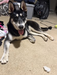 Lost Male Dog last seen Nichols Rd / Alberthill Ranch, Lake Elsinore, CA 92530