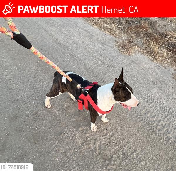 Lost Male Dog last seen South San Jacinto st. , Hemet, CA 92544