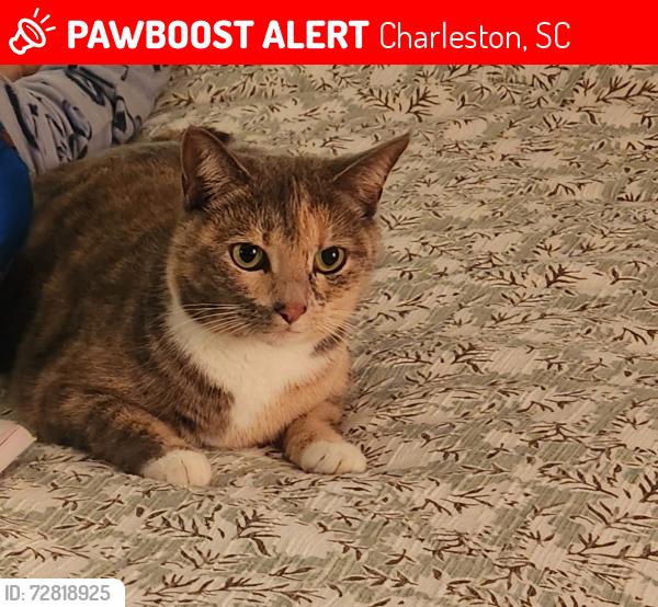 Lost Female Cat last seen Grand Oaks, Charleston, SC 29414