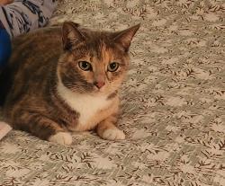 Lost Female Cat last seen Grand Oaks, Charleston, SC 29414