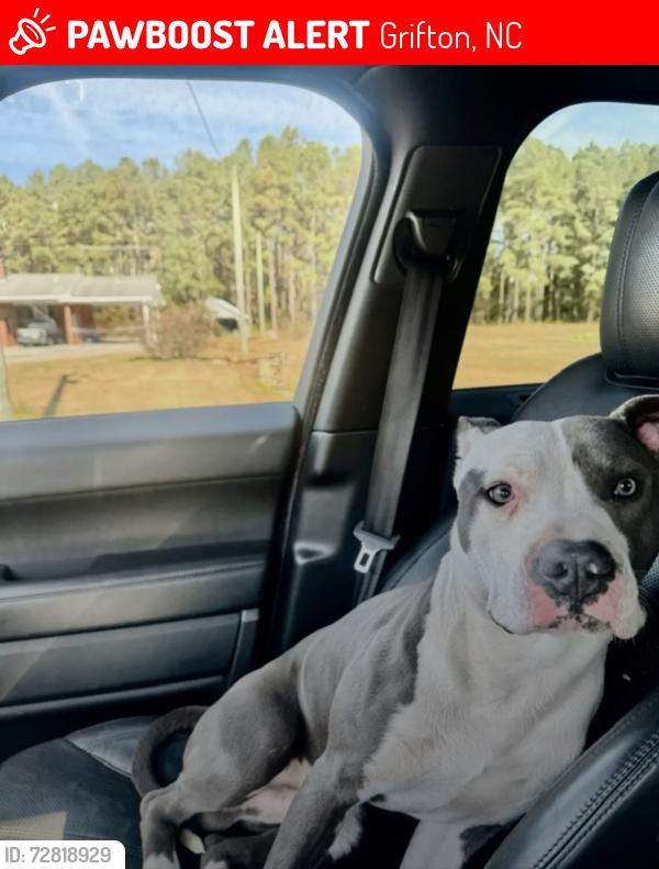 Lost Male Dog last seen Riverside road, Grifton, NC 28530