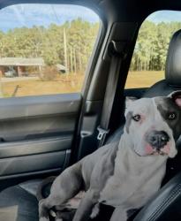 Lost Male Dog last seen Riverside road, Grifton, NC 28530