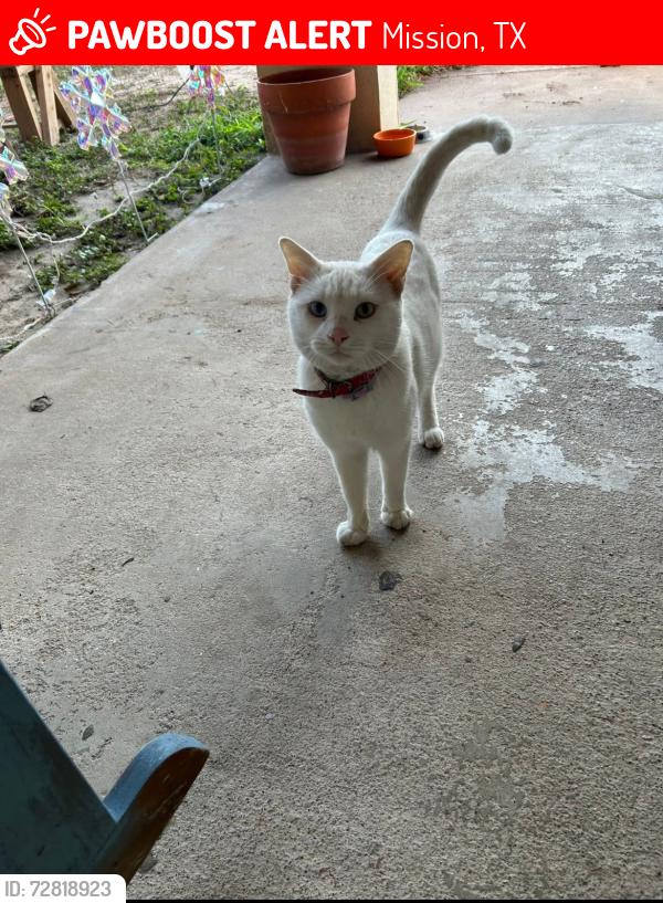 Lost Male Cat last seen Inspiration st and Teresa rd, Mission, TX 78574