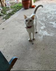 Lost Male Cat last seen Inspiration st and Teresa rd, Mission, TX 78574