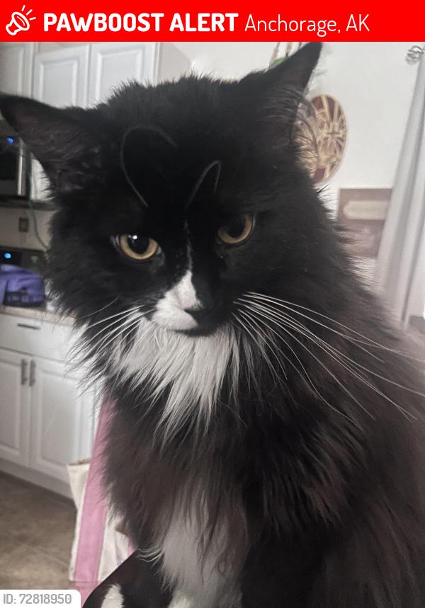 Lost Male Cat last seen Jewel Lake area/Dimond, Anchorage, AK 99502