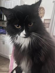 Lost Male Cat last seen Jewel Lake area/Dimond, Anchorage, AK 99502