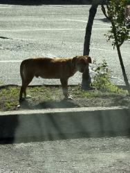 Found/Stray Male Dog last seen March ln and Pershing ave, Stockton, CA 95202