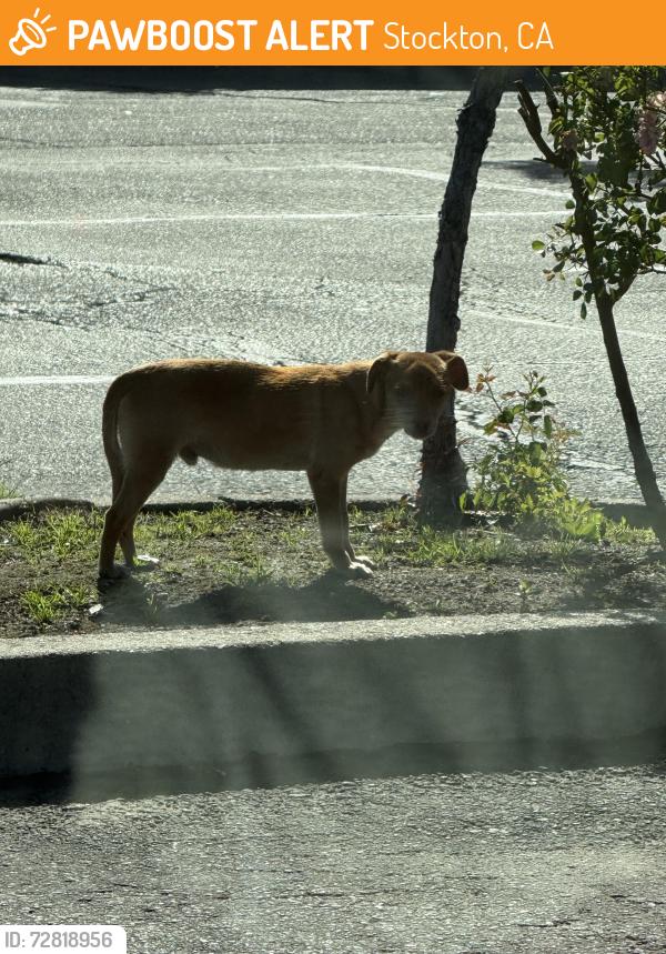 Found/Stray Male Dog last seen March ln and Pershing ave, Stockton, CA 95202