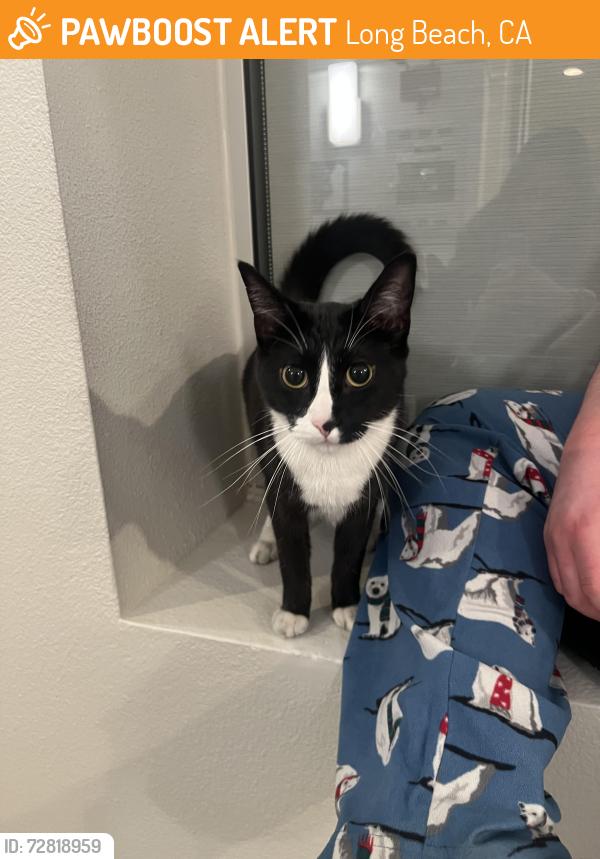 Found/Stray Female Cat last seen Bayhill apmts, Long Beach, CA 90804