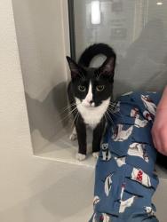 Found/Stray Female Cat last seen Bayhill apmts, Long Beach, CA 90804