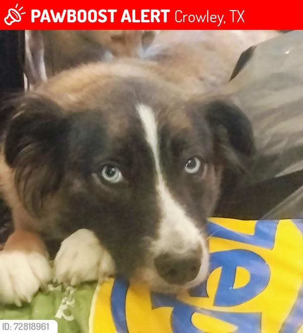 Lost Female Dog last seen chaley city in crowley, Crowley, TX 76036