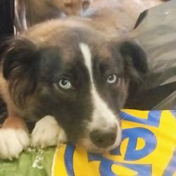 Lost Female Dog last seen chaley city in crowley, Crowley, TX 76036