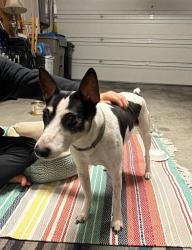 Found/Stray Male Dog last seen Costco on Raleigh , San Jose, CA 95119