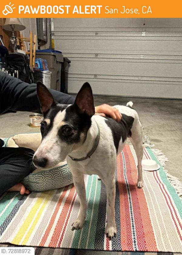Found/Stray Male Dog last seen Costco on Raleigh, San Jose, CA 95119