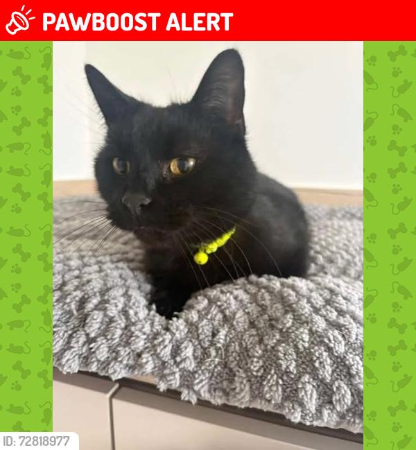 Lost Male Cat last seen Near Milltimber Gardens North, Aberdeen, Milltimber, Scotland AB13 0AS