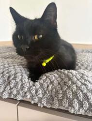 Lost Male Cat last seen Near Milltimber Gardens North, Aberdeen, Milltimber, Scotland AB13 0AS