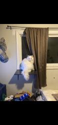 Lost Male Cat last seen Grove and cook , Barrie, ON L4M