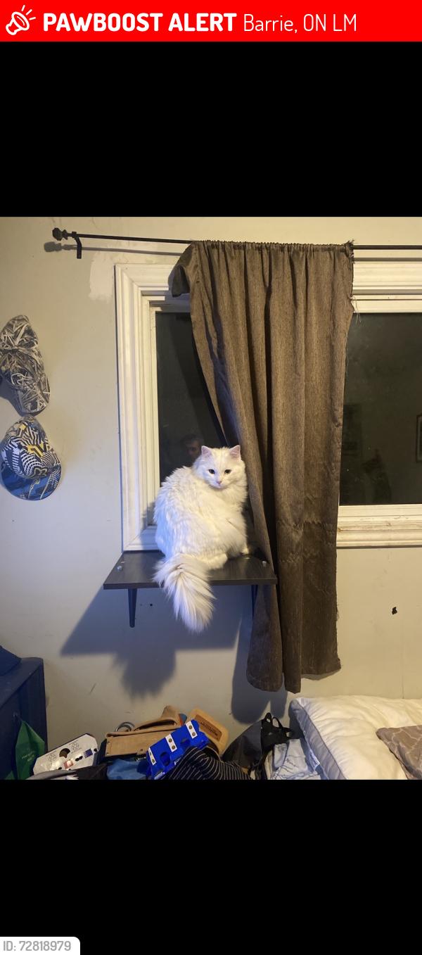 Lost Male Cat last seen Grove and cook, Barrie, ON L4M