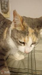 Lost Female Cat last seen Ulmerton and FAXTON , Pinellas County, FL 33760