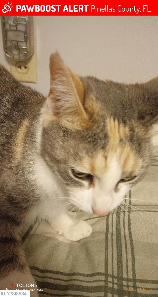 Lost Female Cat last seen Ulmerton and FAXTON , Pinellas County, FL 33760