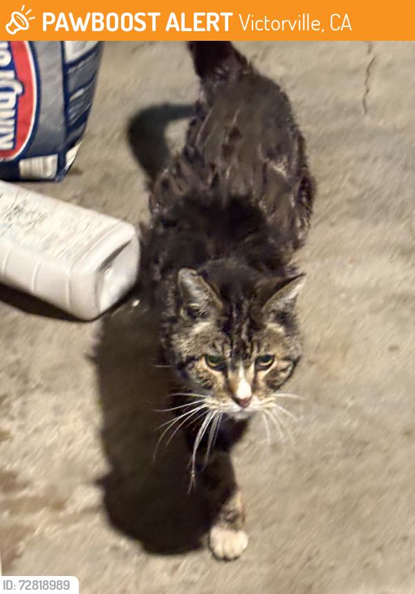 Found/Stray Unknown Cat last seen Bluegrass Pl, Victorville, CA 92392