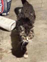 Found/Stray Unknown Cat last seen Bluegrass Pl, Victorville, CA 92392