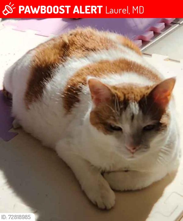 Lost Female Cat last seen Radnor Lane and Silverbirch Lane in Montpelier, Laurel, MD 20708, Laurel, MD 20708