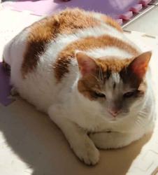 Lost Female Cat last seen Radnor Lane and Silverbirch Lane in Montpelier, Laurel, MD 20708, Laurel, MD 20708