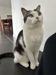 Lost Male Cat last seen Olivia Place, North Rothbury, NSW 2335