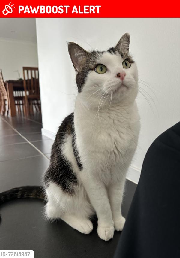 Lost Male Cat last seen Olivia Place, North Rothbury, NSW 2335