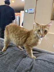 Found/Stray Male Cat last seen Street , Stockton, CA 95206
