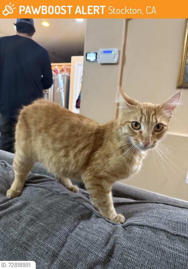 Found/Stray Male Cat last seen Street , Stockton, CA 95206