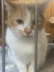 Found/Stray Female Cat last seen Mayland and Gaskins rd, Innsbrook, VA 23233