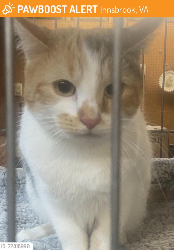 Found/Stray Female Cat last seen Mayland and Gaskins rd, Innsbrook, VA 23233