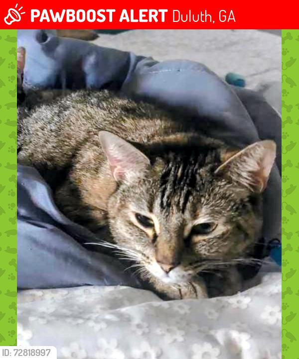 Lost Female Cat last seen Wyndham Garden Duluth 1948 Day Dr. Duluth, GA 30096, Duluth, GA 30096