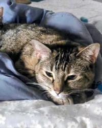 Lost Female Cat last seen Wyndham Garden Duluth 1948 Day Dr. Duluth, GA 30096, Duluth, GA 30096