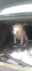Lost Female Dog last seen Matthew drive Kings mountain nc, Kings Mountain, NC 28086