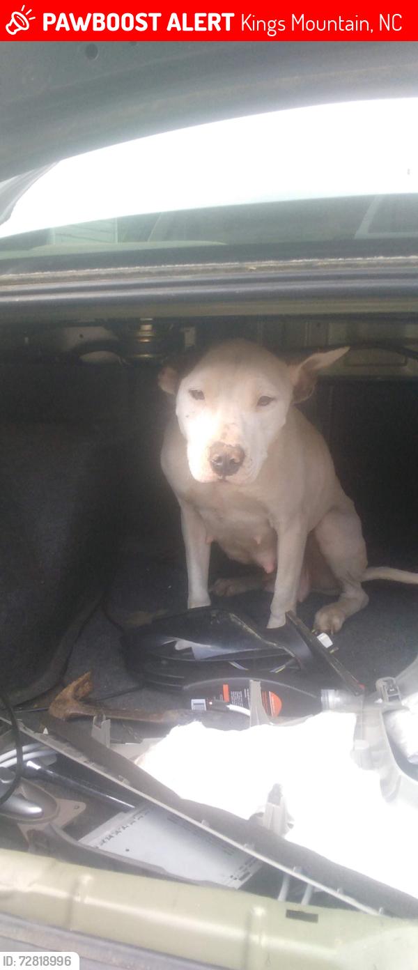 Lost Female Dog last seen Matthew drive Kings mountain nc, Kings Mountain, NC 28086