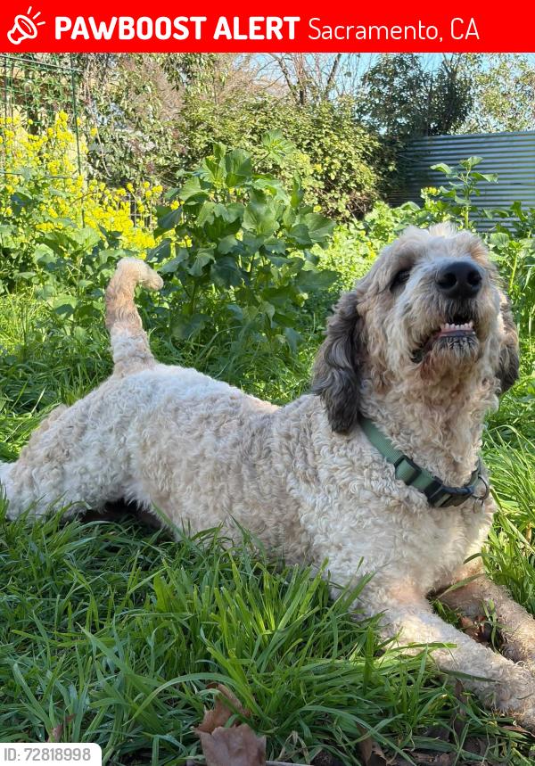 Lost Female Dog last seen W Nichols Ave, Sacramento, CA 95820