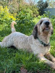 Lost Female Dog last seen W Nichols Ave, Sacramento, CA 95820