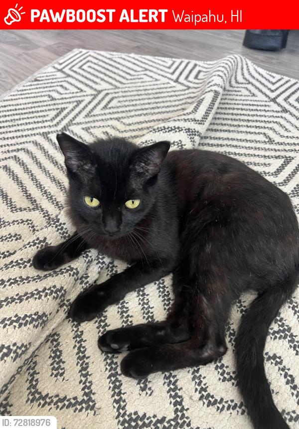 Lost Female Cat last seen Pupuole st, Waipahu, HI 96797