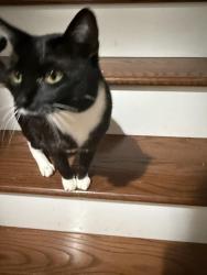 Lost Male Cat last seen Braxted ln, Manassas, VA 20110