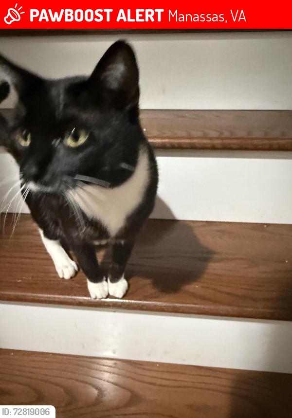 Lost Male Cat last seen Braxted ln, Manassas, VA 20110