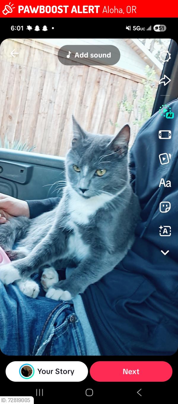 Lost Male Cat last seen Hazeldale Dog Park , Aloha, OR 97007