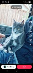 Lost Male Cat last seen Hazeldale Dog Park , Aloha, OR 97007