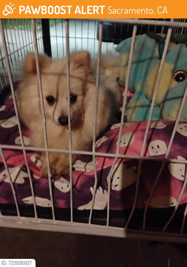 Found/Stray Unknown Dog last seen Florin elementary , Sacramento, CA 95828