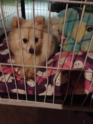 Found/Stray Unknown Dog last seen Florin elementary , Sacramento, CA 95828