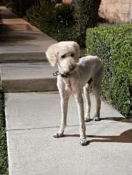 Found/Stray Male Dog last seen Hazel ave, Rosemead, CA 91770