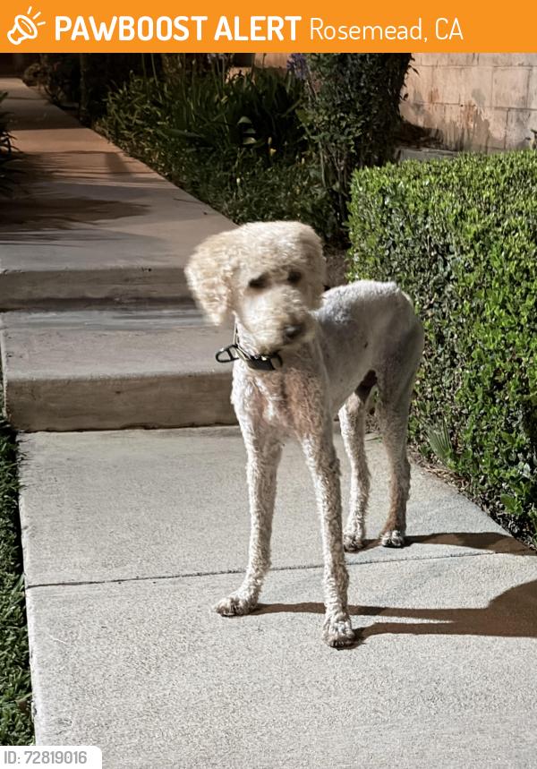 Found/Stray Male Dog last seen Hazel ave, Rosemead, CA 91770